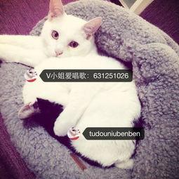 娱乐吃瓜酱布丁是只喵,揭秘网红喵星人的魅力人生